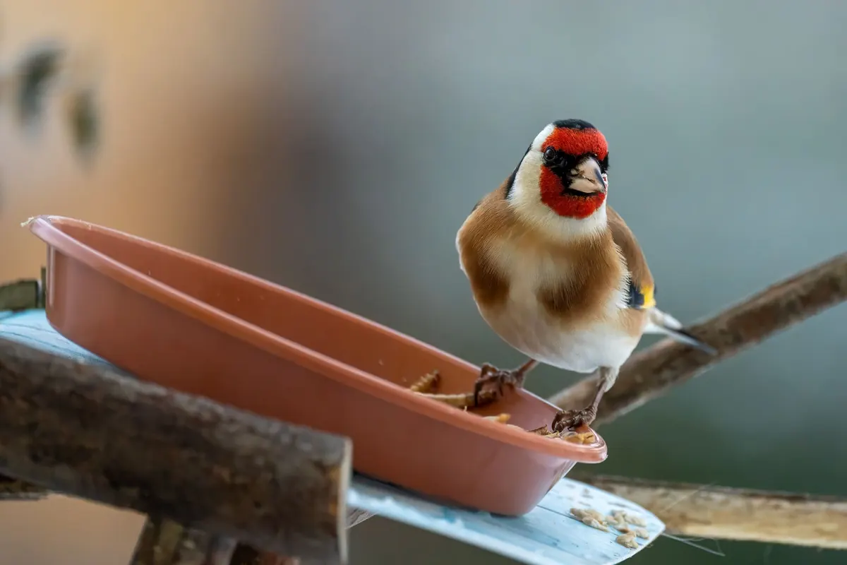 A Beginner's Guide to Identifying Common British Garden Birds