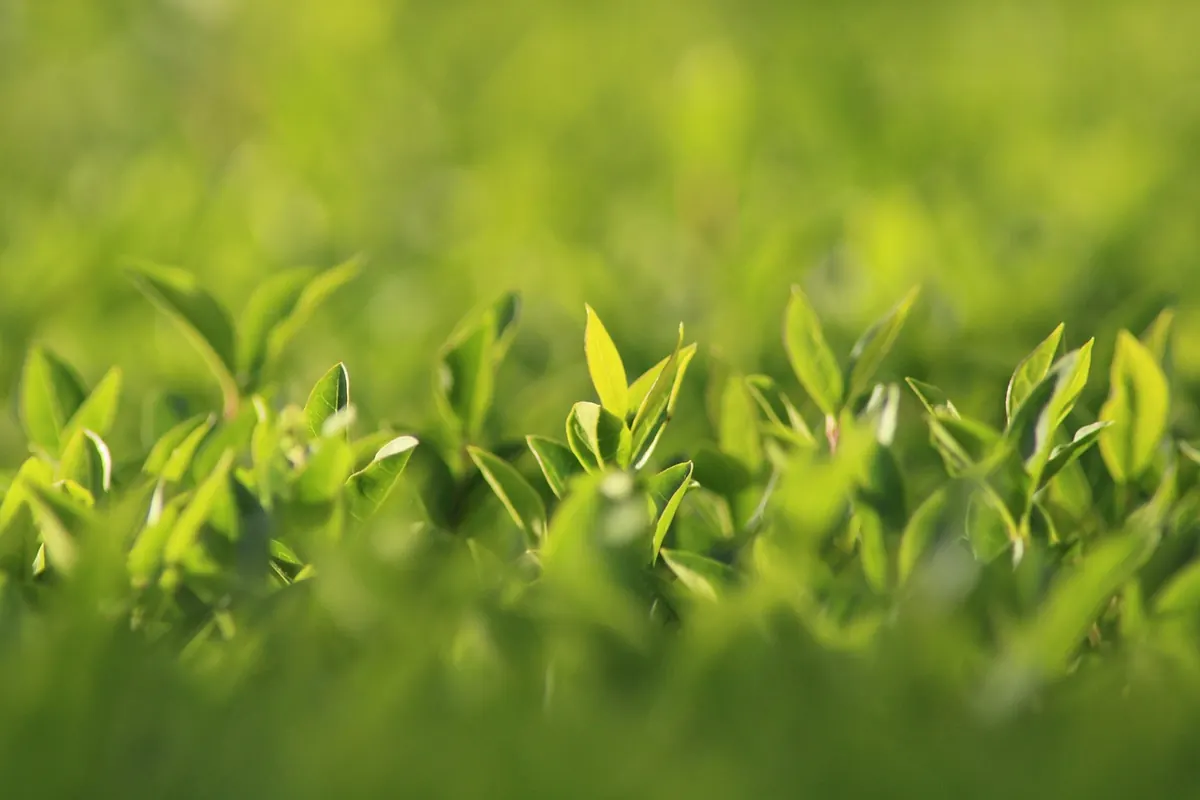 Best Native UK Hedges for Small Gardens: A Comparison