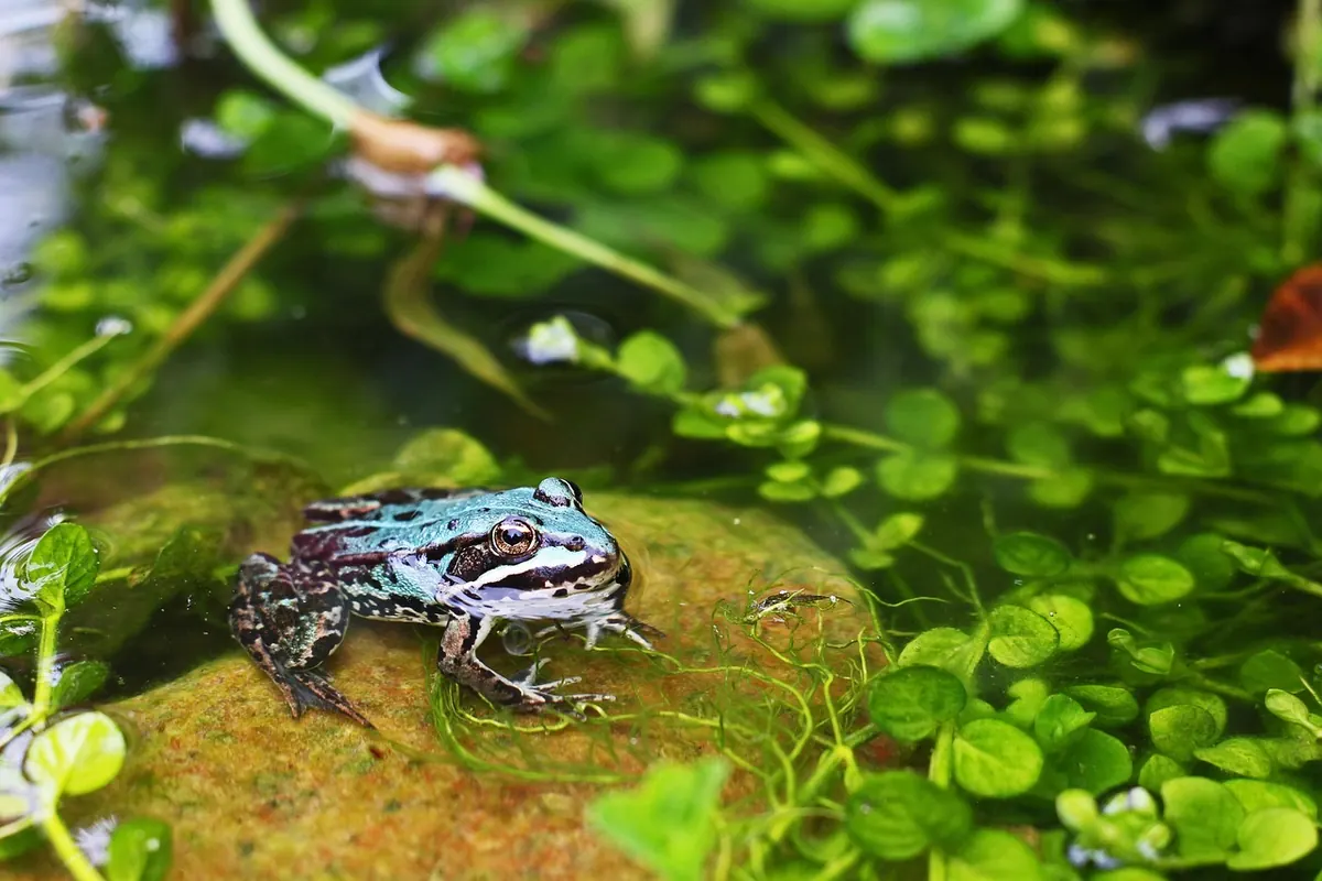 How to Create a Wildlife-Friendly Pond in a Small UK Garden